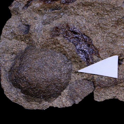6" Palmocarpon Palmarum Fossil Seed, Plants Paleocene Age Raton FM Colorado - Fossil Age Minerals