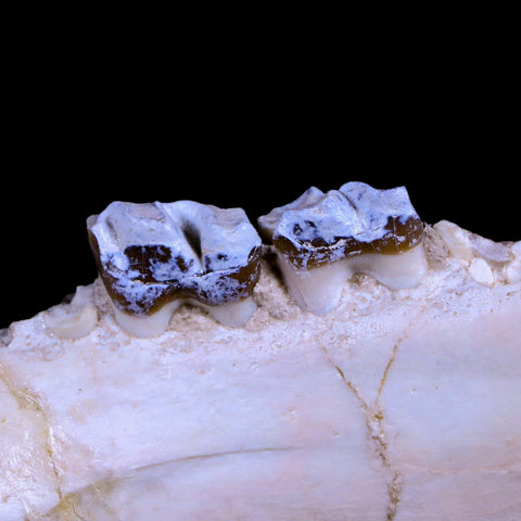 5.4" Running Rhino Hyracodon Nebrascensis Fossil Jaw Teeth SD Badlands COA - Fossil Age Minerals