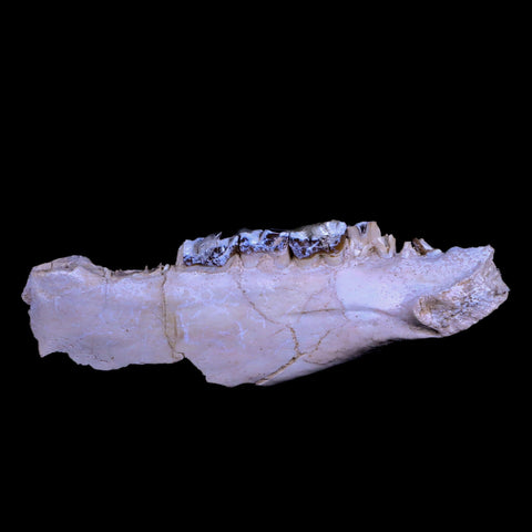 6" Running Rhino Hyracodon Nebrascensis Fossil Jaw Teeth SD Badlands COA - Fossil Age Minerals