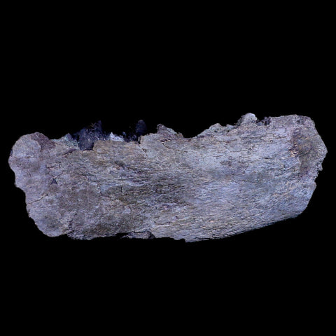 6.5" Subhyracodon Rhino Fossil Jaw Teeth Oligocene Epoch South Dakota Badlands - Fossil Age Minerals