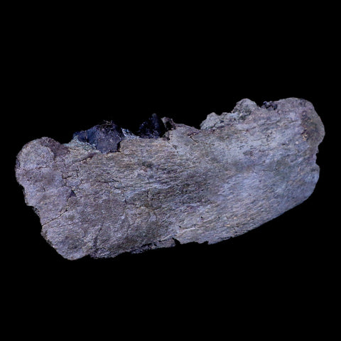 6.5" Subhyracodon Rhino Fossil Jaw Teeth Oligocene Epoch South Dakota Badlands - Fossil Age Minerals