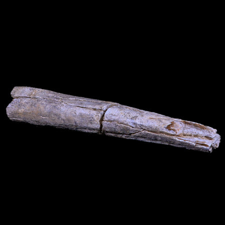 12.9" Columbian Mammoth Mammuthus Columbi Fossil Rib Bone Pleistocene Age TX