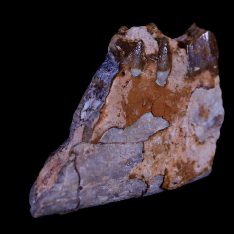 2" Oreodont Merycoidodon Fossil Jaw Tooth Bone Oligocene Age Badlands SD COA - Fossil Age Minerals