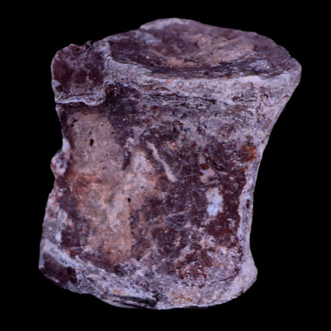 1.3" Oreodont Merycoidodon Fossil Vertebrae Bone Oligocene Age Badlands SD COA - Fossil Age Minerals