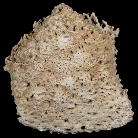 2.1" Glyptodon Fossil Osteoderm Edge Scute Plate Bony Armor Pliocene Uruguay COA - Fossil Age Minerals