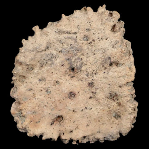 2.1" Glyptodon Fossil Osteoderm Edge Scute Plate Bony Armor Pliocene Uruguay COA - Fossil Age Minerals