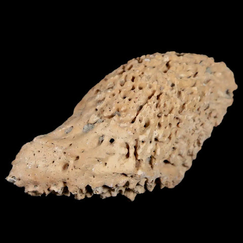 2.3" Glyptodon Fossil Osteoderm Spike Scute Plate Bony Armor Pliocene Uruguay COA - Fossil Age Minerals