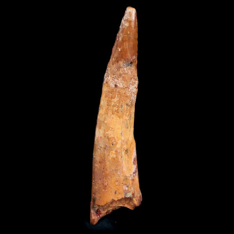 1.6" Pterosaur Coloborhynchus Fossil Tooth Upper Cretaceous Morocco COA & Display - Fossil Age Minerals