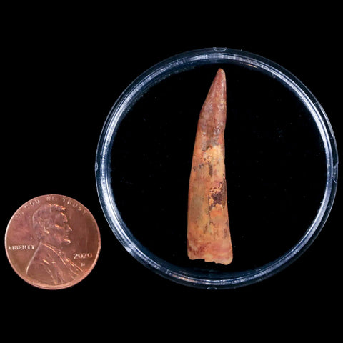 1.5" Pterosaur Coloborhynchus Fossil Tooth Upper Cretaceous Morocco COA & Display - Fossil Age Minerals