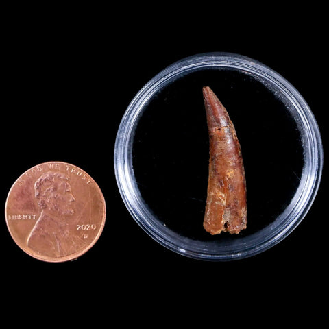 1.1" Pterosaur Coloborhynchus Fossil Tooth Upper Cretaceous Morocco COA & Display - Fossil Age Minerals