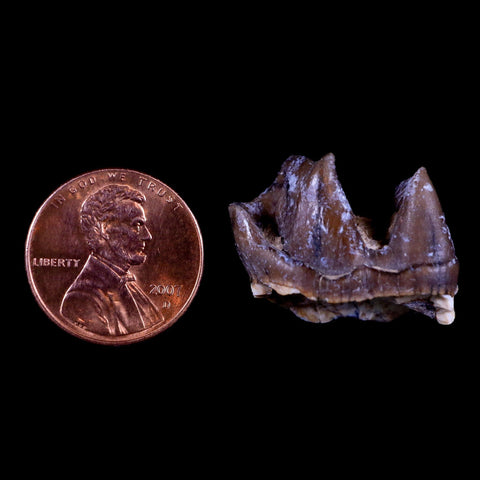 0.9" Running Rhino Hyracodon Nebrascensis Fossil Tooth South Dakota Badlands COA - Fossil Age Minerals