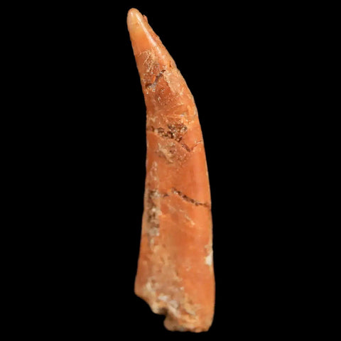 0.9 Pterosaur Coloborhynchus Fossil Tooth Upper Cretaceous Morocco COA & Display - Fossil Age Minerals
