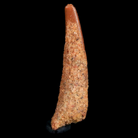 0.9 Pterosaur Coloborhynchus Fossil Tooth Upper Cretaceous Morocco COA & Display - Fossil Age Minerals