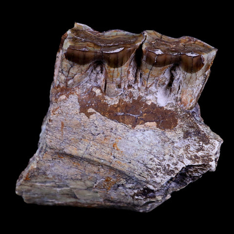 1.8" Running Rhino Hyracodon Nebrascensis Fossil Jaw Section Teeth SD Badlands COA - Fossil Age Minerals
