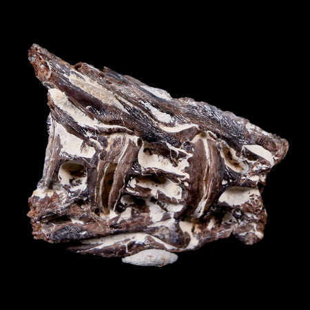 1.8" Xiphactinus Audax Fossil Vertebrae Cretaceous Era Fish Niobrara FM Kansas