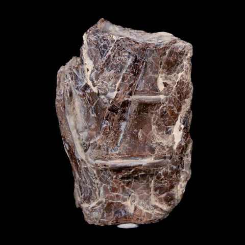 1.9" Xiphactinus Audax Fossil Vertebrae Cretaceous Era Fish Niobrara FM Kansas - Fossil Age Minerals