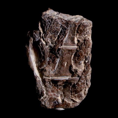 1.9" Xiphactinus Audax Fossil Vertebrae Cretaceous Era Fish Niobrara FM Kansas - Fossil Age Minerals