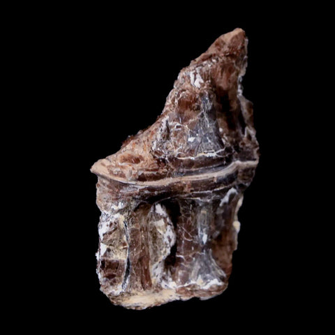 1.5" Xiphactinus Audax Fossil Vertebrae Cretaceous Era Fish Niobrara FM Kansas - Fossil Age Minerals