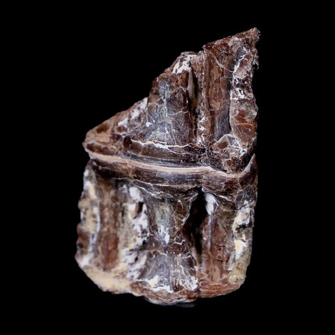 1.5" Xiphactinus Audax Fossil Vertebrae Cretaceous Era Fish Niobrara FM Kansas - Fossil Age Minerals
