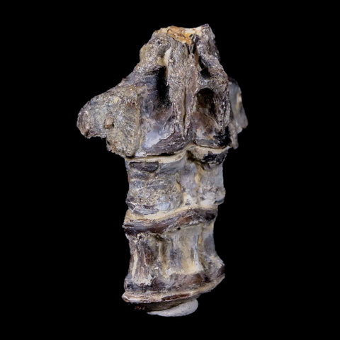 2.1" Xiphactinus Audax Fossil Vertebrae Cretaceous Era Fish Niobrara FM Kansas - Fossil Age Minerals