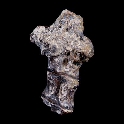 2.1" Xiphactinus Audax Fossil Vertebrae Cretaceous Era Fish Niobrara FM Kansas - Fossil Age Minerals