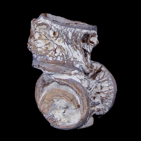 1.1" Xiphactinus Audax Fossil Vertebrae Cretaceous Era Fish Niobrara FM Kansas - Fossil Age Minerals