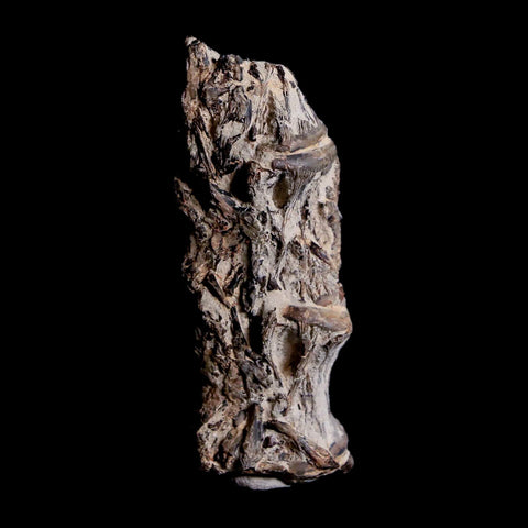 2.2" Xiphactinus Audax Fossil Vertebrae Cretaceous Era Fish Niobrara FM Kansas - Fossil Age Minerals