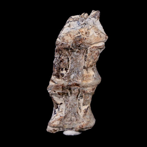 2.2" Xiphactinus Audax Fossil Vertebrae Cretaceous Era Fish Niobrara FM Kansas - Fossil Age Minerals