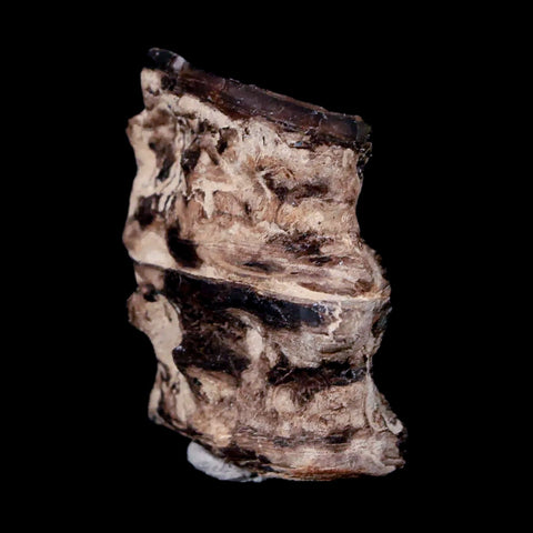 1.3" Xiphactinus Audax Fossil Vertebrae Cretaceous Era Fish Niobrara FM Kansas - Fossil Age Minerals