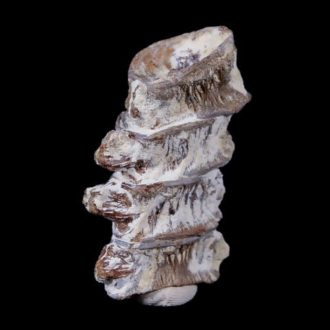 1.7" Xiphactinus Audax Fossil Vertebrae Cretaceous Era Fish Niobrara FM Kansas - Fossil Age Minerals