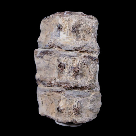 1.6" Xiphactinus Audax Fossil Vertebrae Cretaceous Era Fish Niobrara FM Kansas - Fossil Age Minerals