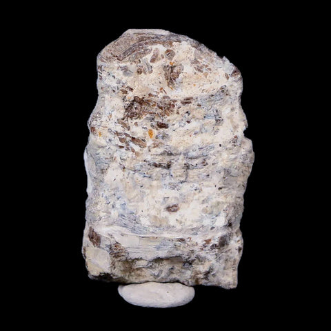 1.6" Xiphactinus Audax Fossil Vertebrae Cretaceous Era Fish Niobrara FM Kansas - Fossil Age Minerals