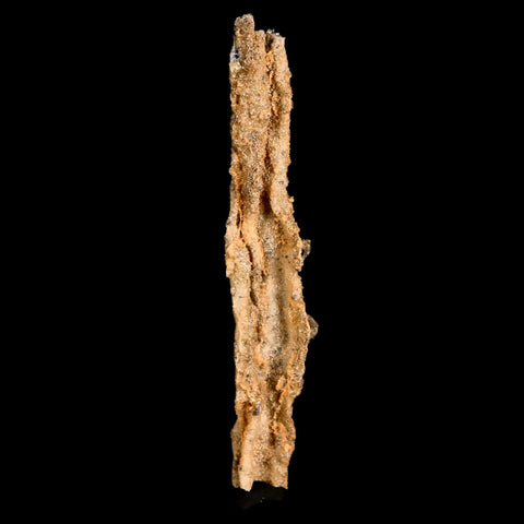 XL 4.3" Fulgurite Petrified Lighting Strike Glass Sahara Desert Algeria - Fossil Age Minerals