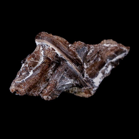 1.4" Xiphactinus Audax Fossil Vertebrae Cretaceous Era Fish Niobrara FM Kansas - Fossil Age Minerals