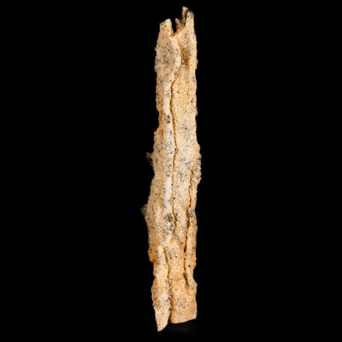 XL 4.3" Fulgurite Petrified Lighting Strike Glass Sahara Desert Algeria - Fossil Age Minerals
