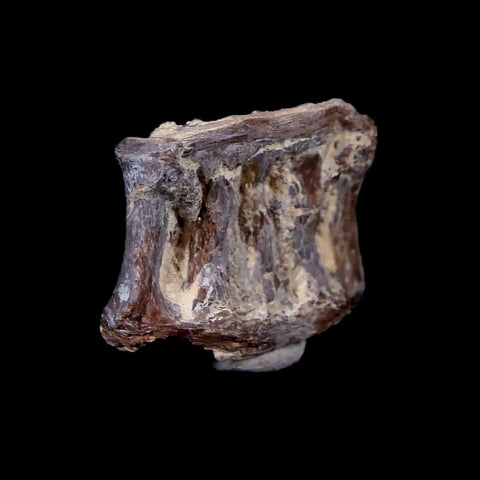 0.9" Xiphactinus Audax Fossil Vertebrae Cretaceous Era Fish Niobrara FM Kansas - Fossil Age Minerals