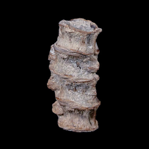 1.2" Xiphactinus Audax Fossil Vertebrae Cretaceous Era Fish Niobrara FM Kansas - Fossil Age Minerals