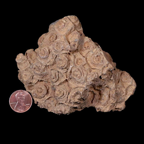4" Rough Hexagonaria Coral Fossil Devonian Age 350 Million Yrs Old Morocco - Fossil Age Minerals