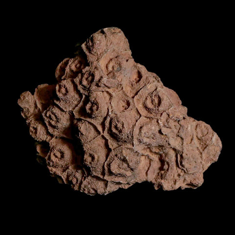 4" Rough Hexagonaria Coral Fossil Devonian Age 350 Million Yrs Old Morocco - Fossil Age Minerals
