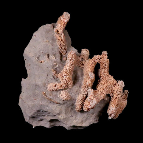 3.1" Thamnopora SP Coral Fossil Coral Reef Devonian Age Verde Valley, Arizona - Fossil Age Minerals