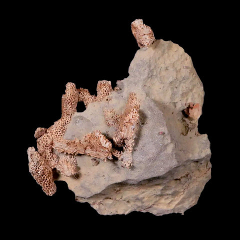3.1" Thamnopora SP Coral Fossil Coral Reef Devonian Age Verde Valley, Arizona - Fossil Age Minerals