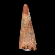 1.1" Pterosaur Coloborhynchus Fossil Tooth Upper Cretaceous Morocco COA & Display