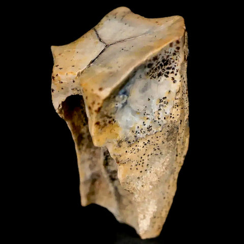 XL 0.9" Triceratops Fossil Tooth Lance Creek FM Cretaceous Dinosaur WY COA Display - Fossil Age Minerals