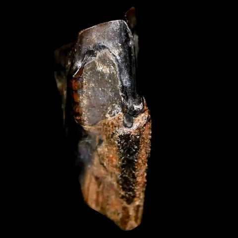 0.6" Corythosaurus Fossil  Tooth Judith River FM MT Cretaceous Dinosaur COA, Display - Fossil Age Minerals