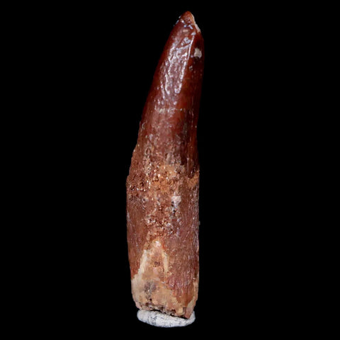 1.2" Rebbachisaurus Sauropod Fossil Tooth Early Cretaceous Dinosaur COA, Display - Fossil Age Minerals