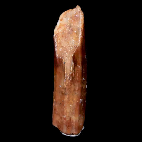 0.9" Rebbachisaurus Sauropod Fossil Tooth Early Cretaceous Dinosaur COA, Display - Fossil Age Minerals