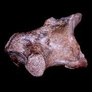 2.2" Crocodile Fossil Limb Bone Hell Creek FM Montana Cretaceous Dinosaur Age
