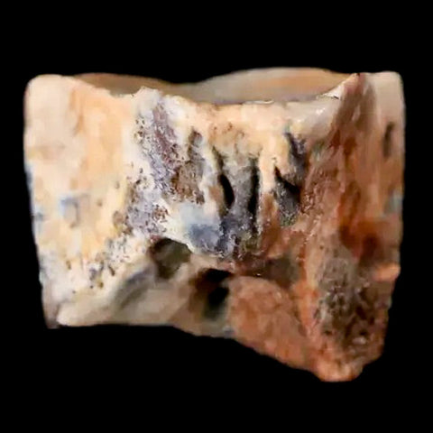 0.3 Edmontosaurus Dinosaur Fossil Tooth Lance Creek FM Wyoming COA Display - Fossil Age Minerals