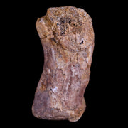 1.9" Crocodile Fossil Toe Bone Hell Creek FM Cretaceous Dinosaur Age Montana