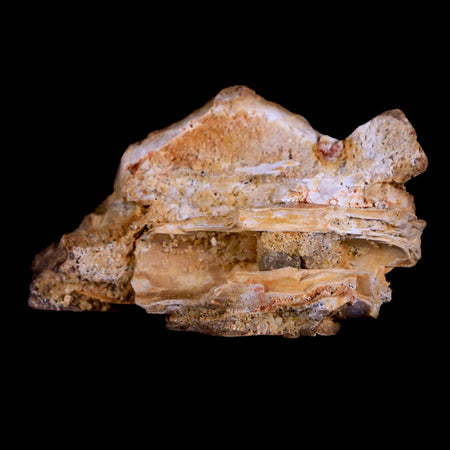 1.7" Crocodile Fossil Skull Bone Hell Creek FM Cretaceous Dinosaur Age Montana